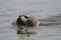 Points d'observation des phoques. Du 22 juin au 6 juillet 2012 à Cayeux-sur-Mer. Somme. 